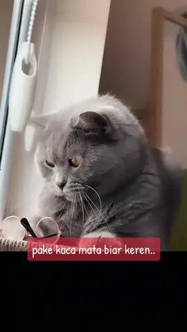 #smartcat #kucingpakekacamata  #adaadasaja #funnycat#lucu 