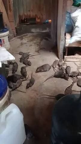 Las ratas son sagradas, las ratas son los animales favoritos de los dioses.🐭😇🐀🙏! #tiktokcina🇨🇳 #cina  #devanno_mazeppa #chines  #bebitofiufiu #viral #horor #fyp 