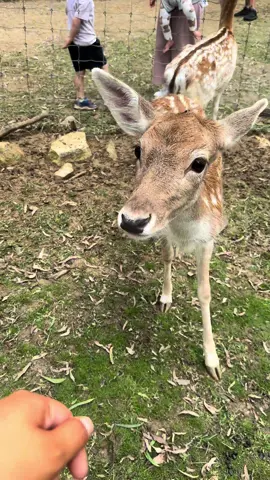 📍Lyell Deer Sanctuary - Mount Samson The most wholesome of activities - 45 mins from Brisbane 🦌🫶🏼 #fyp #brisbane #thingstodo @ki.maurer 