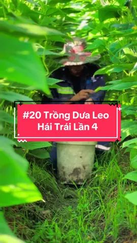 Trồng dưa leo , hái dưa leo , thu hoạch vườn dưa leo sau 35 ngày trồng mọi người ạ 🥰giống dưa leo nhiều trái , e trồng ở phần trưng bày , mn thao khảo nha😘 #hienonha 