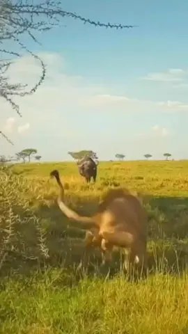 #wildlife #animal 