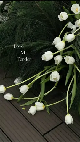 Mình là người không thích hoa. Nhưng ngoại lệ duy nhất của mình là Tulip. Mình thật sự rất rất thích, dễ thương mà ha. Ý nghĩa chung của Tulip là “Tiền tài, sự nổi tiếng và tình yêu vẹn tròn” Thật cảm động khi được chứng kiến “người mình thích” sử dụng hoa mình thích trong ngày trọng đại hạnh phúc của đời họ Thuần khiết và trong trẻo tinh khôi, Tulip trắng mang nét mong manh, nhẹ nhàng & quyến rũ. Sắc hoa đại diện cho 1 tình yêu trong sáng, không thăng trầm bão tố, khát vọng 1 cuộc sống an yên #hoatulip🌷 