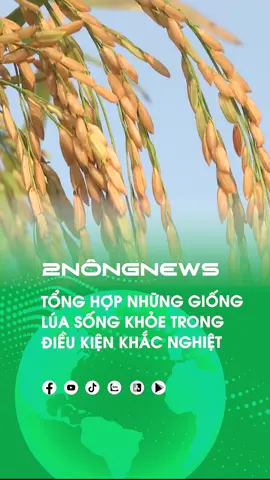 Tổng hợp giống lúa sống khỏe trong điều kiện khắc nghiệt! #2nong  #xuhuong #tintuc