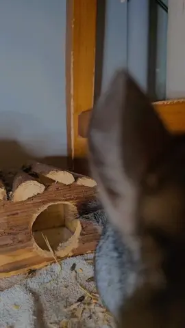 es hermoso #fypage #parati #fypシ #pourtoi #foryoupage #длатебя #длявас #chinchilla #pet #rocket 