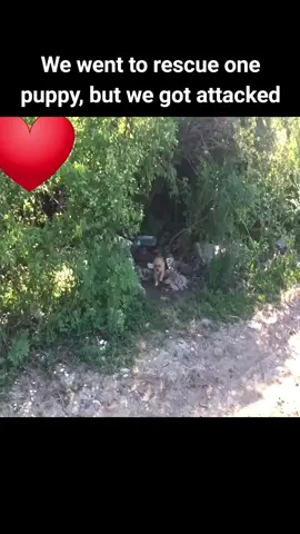 We went to rescue one puppy, but we got attacked #foryou #animal #dog #puppy #abandoned #rescue #neiperteee #cane 