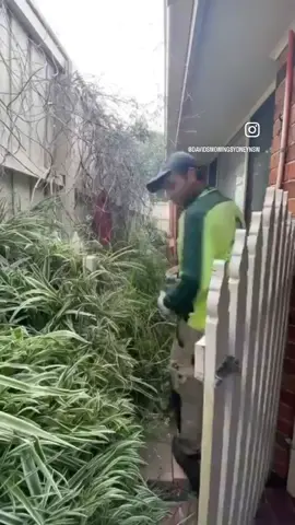 Before, during and after transformation 😍 🥰 For more watching please follow:  #davidsmowingsydney #satisfying #transformation #oddlysatisfying #australia #gardening #foryou #fyp #makeover #business #myself #melbourne #gym #asmr #workout #art #naturelovers #fashion #beforeandafter #Lord #selflove #happy #uk #sydney #loveyou #angel #explore #goodfriday #goodvibes #easter