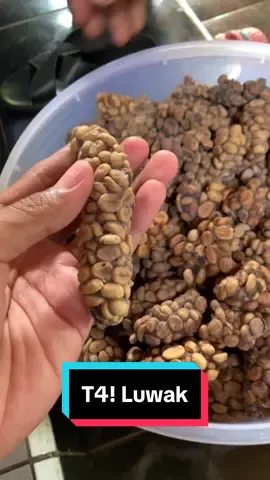 Kopi luwak alam bukan ternak ,Biji kopi yang berasal dari sisa kotoran dari musang yang mencari makan di area perkebunan kopi dibanyuwangi🤝  #kopi #kopiluwak #musangloversindonesia 