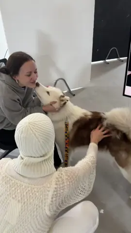 Would you like kisses from this dog?? #dogsoftiktok #fyp #foryou #viral 