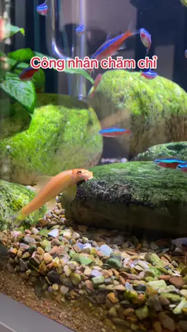 Câ bống vàng là cá tầng đáy dọn bể #setupbểcá #chântủbểcá #bểcácảnh #layout #bểcáthuỷsinh 