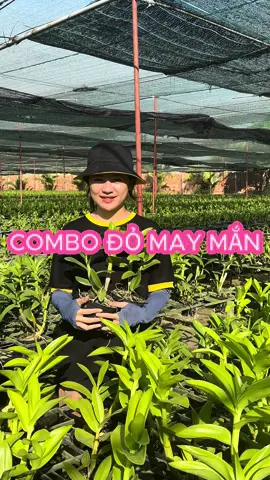 Màu đỏ tượng trưng cho sự may mắn, thật tình cờ là em có combo cả 2 loại đều màu đỏ: Hoa hồng đỏ + Thỏ đỏ Kiên Giang #hoa #hoalan #denro #hoahongdo #thodokiengiang #typhulanrung #orchids #flowers
