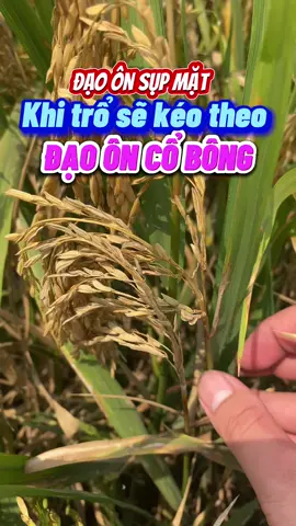 Đạo ôn sụp mặt khi trổ lên sẽ kéo theo đạo ôn cổ bông #caylua #truongmimchi #senbay #sieuduonggap #xuhuong 