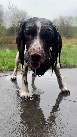 Another wet day in the North East☔️ #fyp #foryourpage #springerspaniel #dog #dogsoftiktok #wetdog #Love #springer #foryoupage #rain 