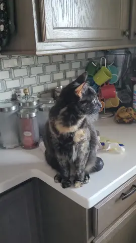 My cat scared by the toaster. #fyp #foryoupage #funnycat #kittensoftiktok #toaster 