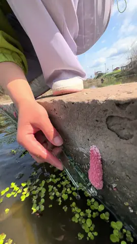 #applesnail #tiktok #foryoupage #foryou 