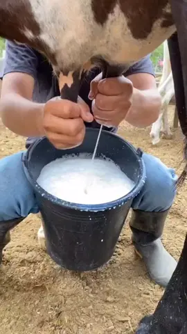 Cow milking by hand REMIX #milkingcows  #milking  #dairycow  #milk  #freshmilk  #vidaenelcampo  #villagelife  #villagelifestyle 