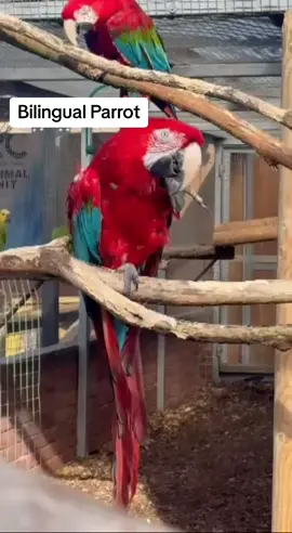 Green Winged Macaw waving and saying hello in both Spanish and English #macaw  #parrot #parrotsoftiktok #parrotlover #greenwingedmacaw #lincswildlifepark #thenationalparrotsanctuary #spain 