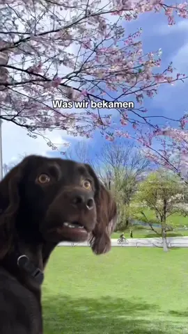 POV: Man ist etwas zu spät beim Kirschblüten Photoshoot dran. Sieht trotzdem noch schön aus. 🌸 #springVibes 