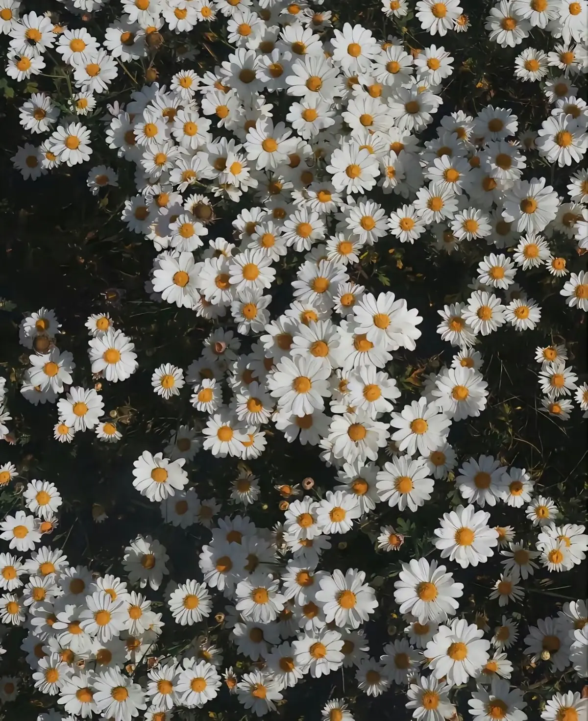 #anhnen #hinhnen #douyin #flowers #meo4599 #xuhuong #trending #hoadep #💐 #hoa #hoacuc #hoacuchoami #cuchoami #cuchoami🌼 