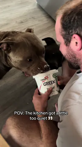 PSA: Always pay the yoghurt tax 💰 #tax #dogs #dog #americanbully #dinks #puppy #dogsoftiktok #staffy #dogparent #funnydog #americanbullyofficial #bluestaffy #nz #Love #funny 
