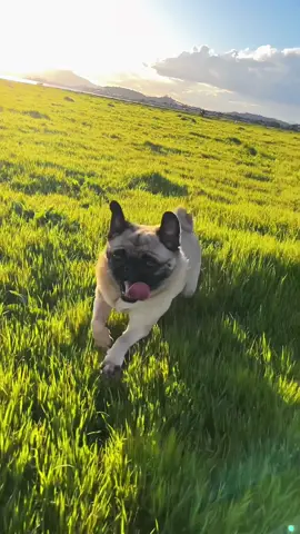 Pure joy! Running in an open field at golden hour . . . #pug #pugsoftiktok #dog #dogsoftiktok #fyp #cute #cutedog 