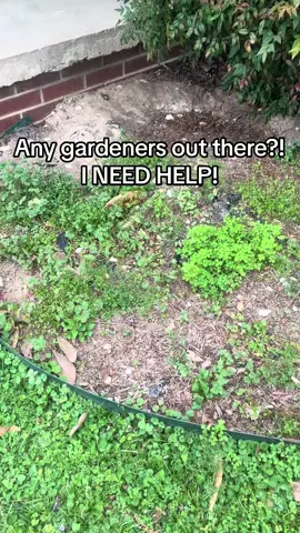 If you watch til the end you may find iut why nothing will grow there! I do need help tho, I do not have a green thumb but I would really love some flowers that are low maintenance perennials. Please help me! #fyp #MomsofTikTok #gardening 