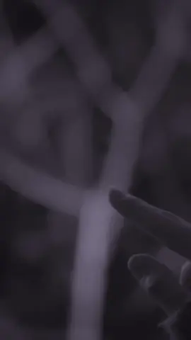 من میرومُ نمیرود همراهی من🥺🥀 #foryou #foryoupage #fypシ #virallvideo_tiktok 