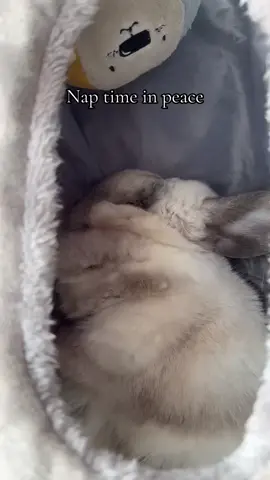Time to nap. In peace 💗 #rabbit #lapin #fyp #peace #Love #cute 