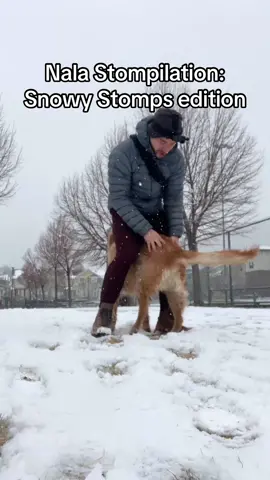 Some of Nala’s snowy stomps over the years. Snow and cold weather always produces some of the best Nala stomps 🤣