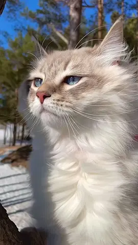Siberian cats with blue eyes are relatively rare in the breed considered stunningly beautiful. Blue-eyed Siberian cats often have a striking and captivating appearance. #siberiancats