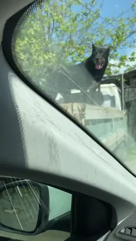 #köpek #tiktok #fypシ #fp #dog #keşfet #fly 