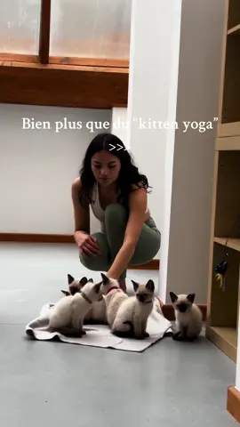 Nous ne sommes pas les premiers en belgique pour rien 🥹. Venez decouvrir notre concept et nos valeurs uniques durant l’un de nos cours pour profiter d’un moment de detente unique!  #yogachatons #kittyogabrussels #kittenyogabruxelles #amour #bienetreanimal #refuges 