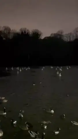 I love this vibe🦢 . . . . . . . #fyppppppppppppppppppppppp #foryoupage #fyp #swanlake #swan #whiteswan #olddoll #gloomycoquette 