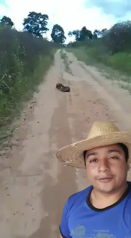 Cachorro vinagre do mato 