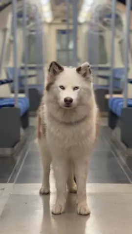 #dog #fyp #foryourpage #tfl #tubegirl 