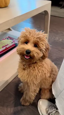 Had to do it 🥹🥹 @tannerwiththe_tism 