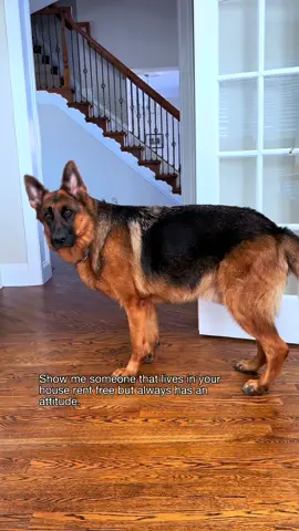 Bringing this viral video back for our new followers. 😊 #germanshepherd #dog #attitude 