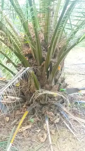 pruning sawit pokok kecil