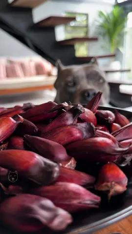 Coxinha de Pinhão 🐾