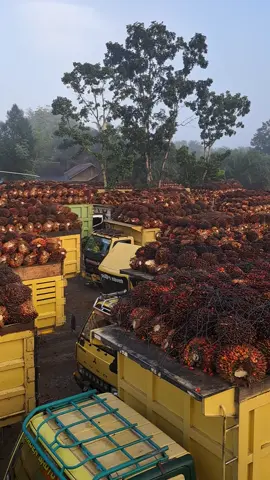 truksawitkalimantan#fypシ゚viral 