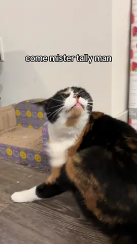 🚨BEANS🚨 #catsoftiktiok #tiktokcats #PetsOfTikTok #cattok 