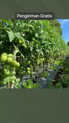 (BELI 3 GRATIS 1) Benih Bibit Tomat Hibrida F1 TO SIVA ± 2.000 Biji Benih Premium Bibit Tomat sayur Tahan Gemini Virus dan Layu Fusarium Biji Tomat Tahan Kirim Tomat Produktifitas Tinggi Tomat Besar baru Hanya Rp175.000! #bibit #bibitunggul #bibittomat #tomathibrida #tomatsayur #benihseribuan #petanimuda #petanimilenial #petaniindonesia🇮🇩🇮🇩🇮🇩🌿🌿 