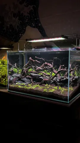 I always like using black for a background. #aquarium #plantedtank #aquascape #fishtank #tiktok #fyp #fishtok #aquariumhobby #ultumnaturesystems 
