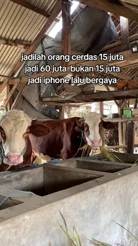sak mampune #peternak #peternakmuda #peternaksapiindonesia #peternakan #sapi #sapiqurban #sapijumbo #sapilimosinsuper #tukangngarit #fyp #fypシ 