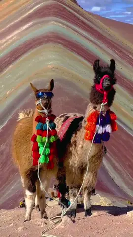 Have you heard of vinicunca?🌈🏔 It is an incredible rainbow mountain in Cusco at 5040 m (16,535 ft). Who would you like to take here? Tag your travel partner below! 👇 . . . . #rainbowmountainperu #montaña7colores #couplegoals ##bestdestinations #peru #incatrail #travellife #cuscoperu 