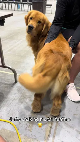 Jiggle jiggle #golden  