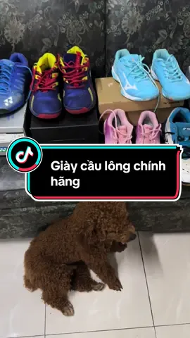 Những mẫu giầy cầu lông chính hãng có tại shop . Mọi người cần tư vấn mua ib mình hoặc z a l o 0903010551 ạ #caulongvietnam #yonex 