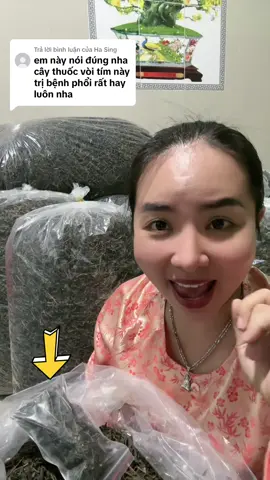 Trả lời @Ha Sing Cây dồi thân tím phơi khô. #baithuochay #baithuochaymoingay #viemphoi #dieuthuyen188 