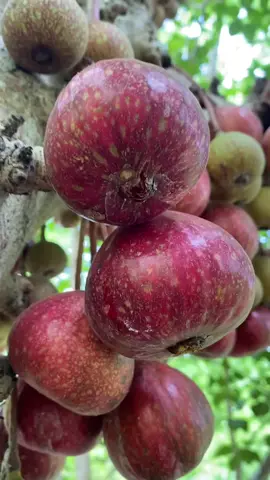 Cây giống vả mật cùi dày, ngọt ngon, mọng nước. Thứ cây ăn quả độc lạ có thể làm cảnh và bóng mát