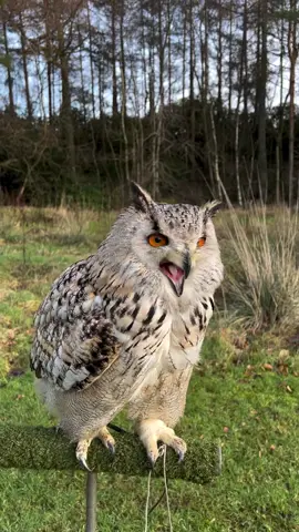 BB siberian eagle owl 🦉 😍❤️ #owl #bird #eagle #animals #nature #wildlife #wild #trending #trending #tiktok 