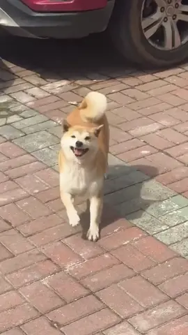 What a happy puppy.#cute #fyp #pet #funny #puppy #dog #cutedog #petdog 